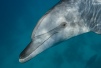 nager avec les dauphins