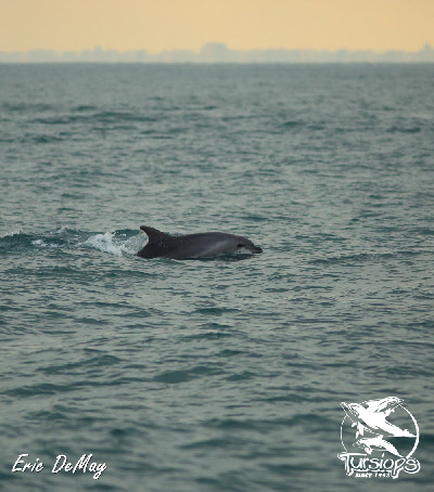 tursiops truncatus france