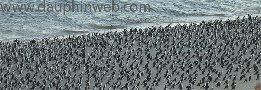 wpb80a40d4_0f.jpg