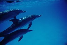 le dauphin
