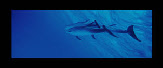 dauphins bahamas