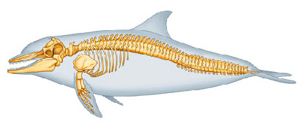 rayon x des dauphins et sonar