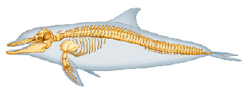 tout sur les dauphins