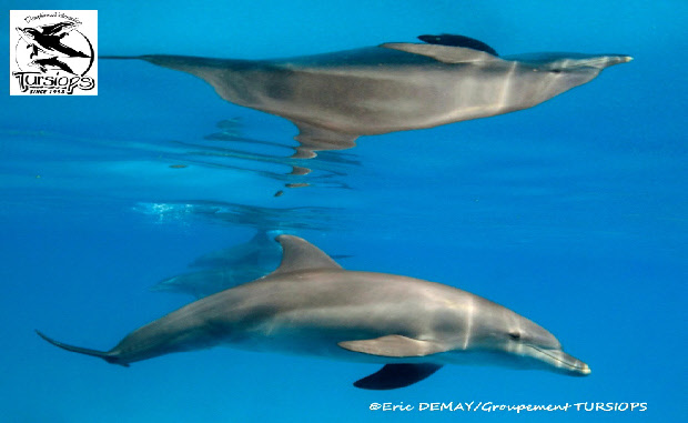 nager avec les dauphins