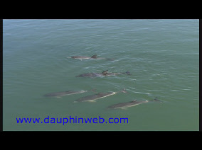 protection dauphin