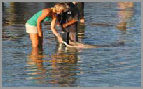 les dauphins ambassadeurs en france en australie et dans le monde specialiste des dauphins en france langage des dauphins photos de dauphins images 