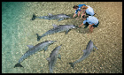 talk with the dolphin