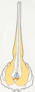 université