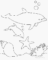 le dauphin joue