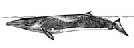whales and ceteceabs and the dolphins