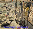 chasse de dauphin