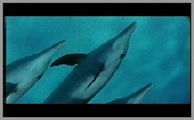 vidéo de dauphin