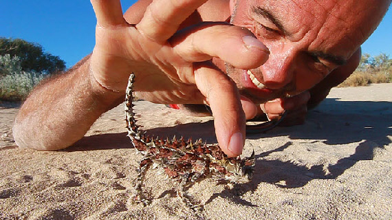 diable epineux en australie