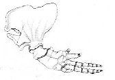 la nageoire du dauphin