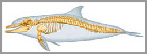 knol anatomie et physiologie du dauphin nager avec les dauphins communication dauphin les dauphins dolphin delfin dofin 
