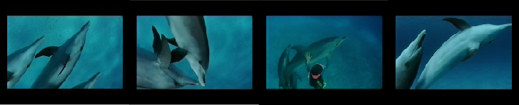 vidéos de dauphins