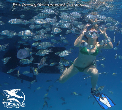 plonger snorkelling avec les dauphins