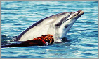 dolphy collioure dauphin ambassadeur specialiste dauphin en france dolphin usa australia cnrs etude des dauphins recherche sonar