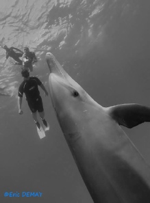 dauphins mer rouge rencontres immersion