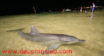 dolphin