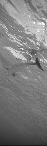 nager avec les dauphins le langage des dauphins colorier les dauphins etude en cétologie dolphin cnrs france protection assocoation specialiste dauphin 