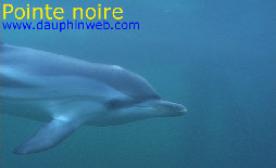 Protection des dauphins