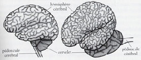 le cerveau du dauphin