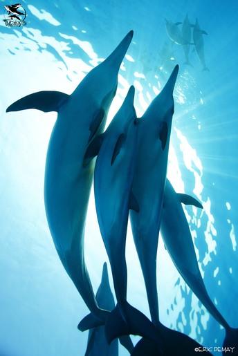 nager avec les dauphins