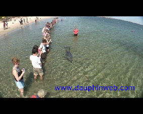 dolphin bunbury