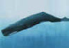 the sperm whale