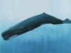 protection des dauphins