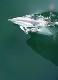 nager avec les dauphins