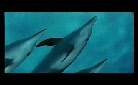 vidéo de dauphin