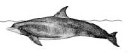 the dolphins , anatomy, brain and sonar