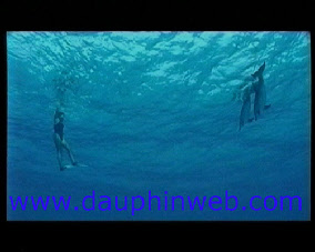 dolphin usa