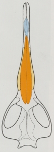 crâne de dauphin