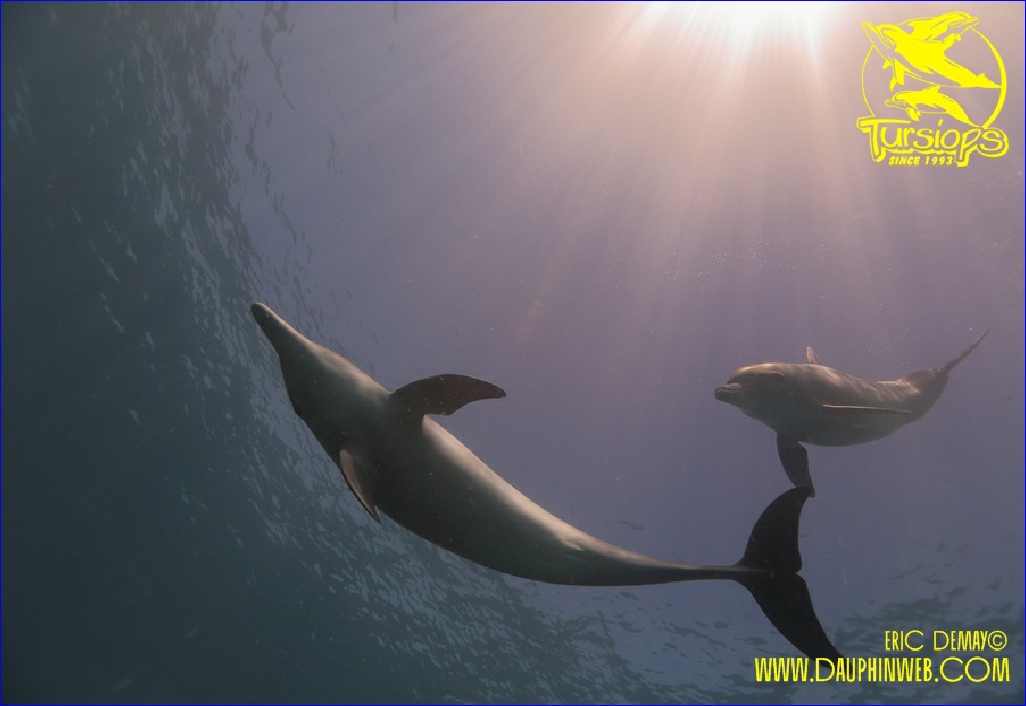 nager avec les dauphins sauvages