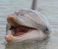 les dauphins de monkey mia en australie