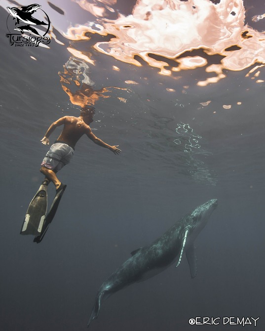 eric demay grand bleu baleine moorea tahiti 