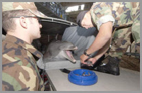 les dauphins militaires de l us navy