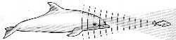 sonar du dauphin