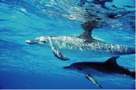 les dauphins