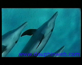 dauphin sauvage