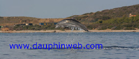 dauphin en corse