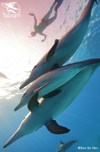 plonger avec les dauphins