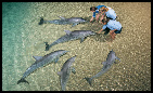 les delfines, vídeos y fotos, nadar con delfines, conocer y hablar con los delfines en Francia y en España y Australia