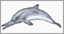 les chasses des dauphins et les spécialiste du comportement des dauphins