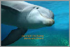 photos et vidéos de dauphins