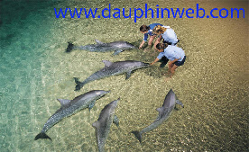 Les dauphins de Tangalooma