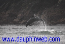fos sur mer dauphin